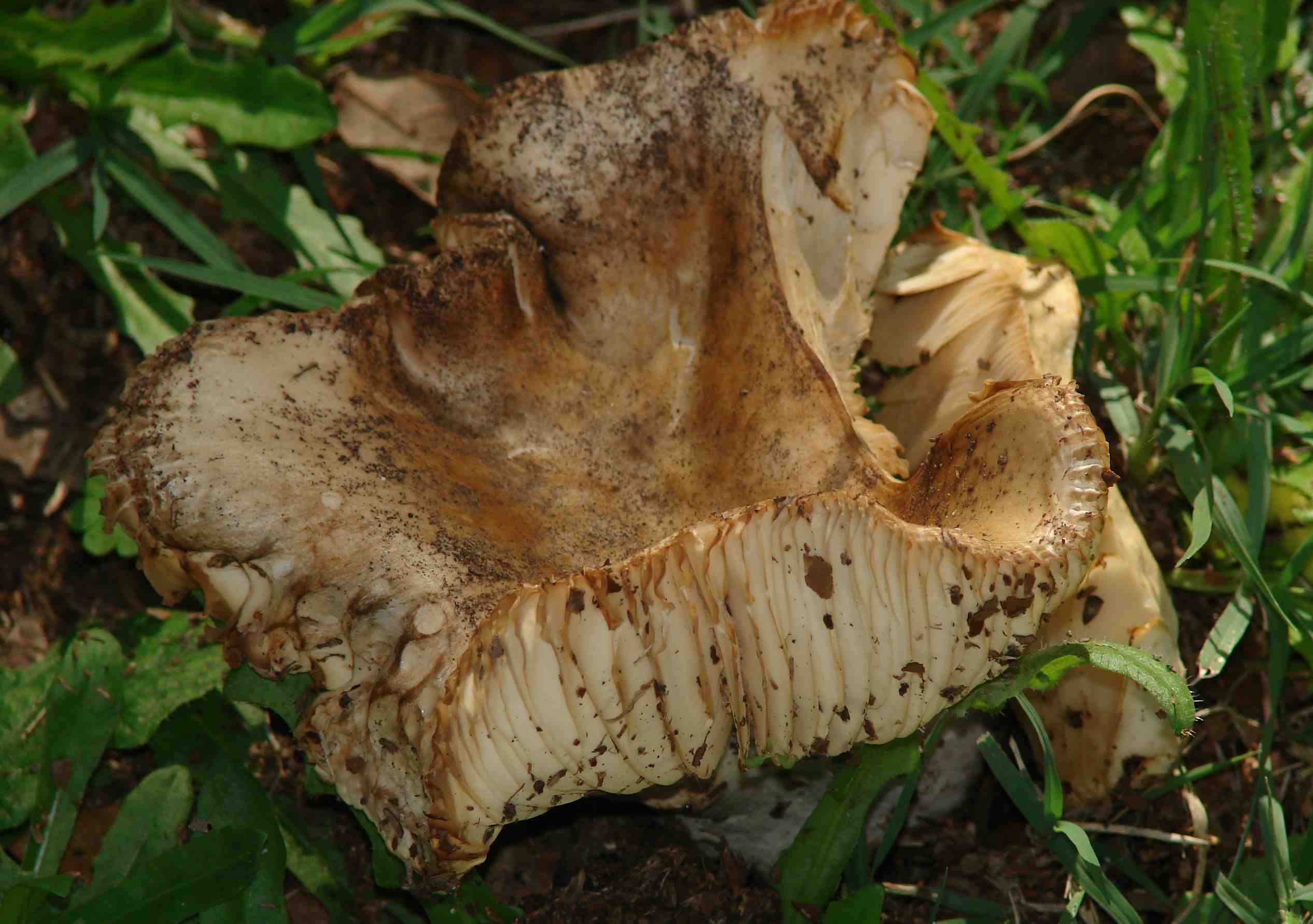 Fungo da determinare (cfr. Russula ochrospora)
