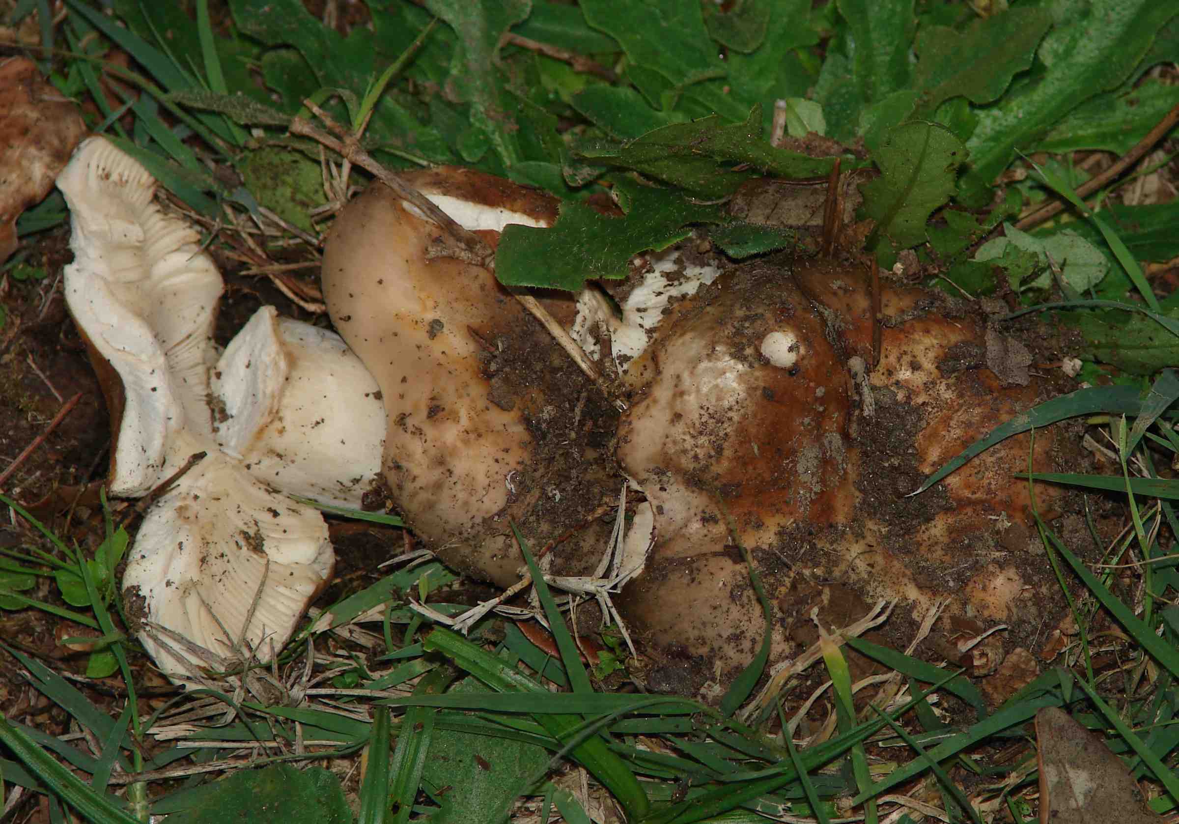 Fungo da determinare (cfr. Russula ochrospora)