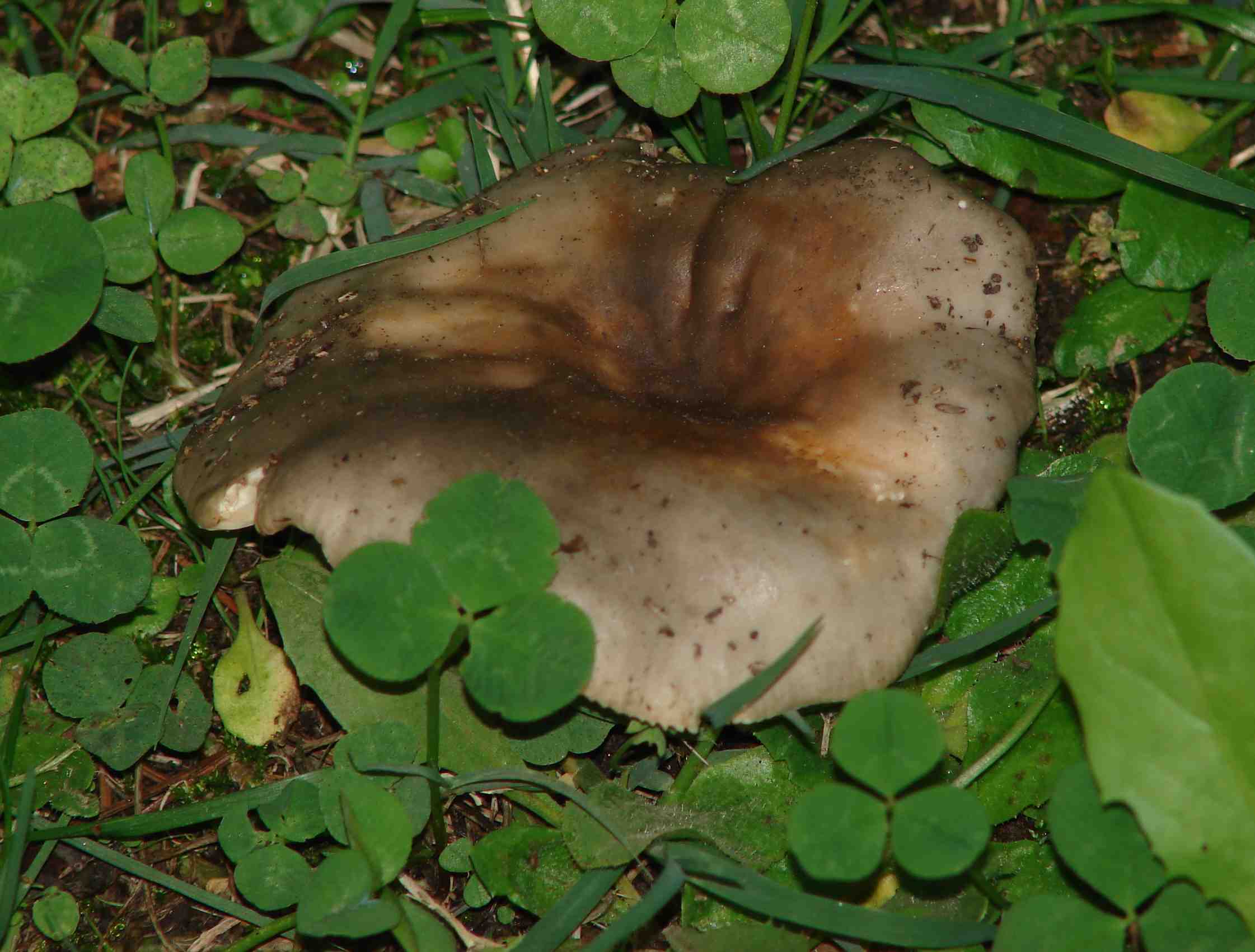 Fungo da determinare (cfr. Russula ochrospora)