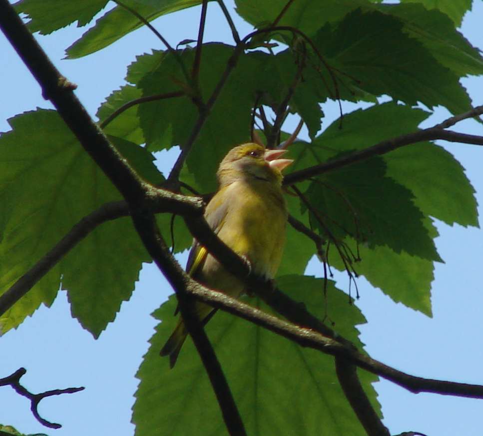All''orto botanico