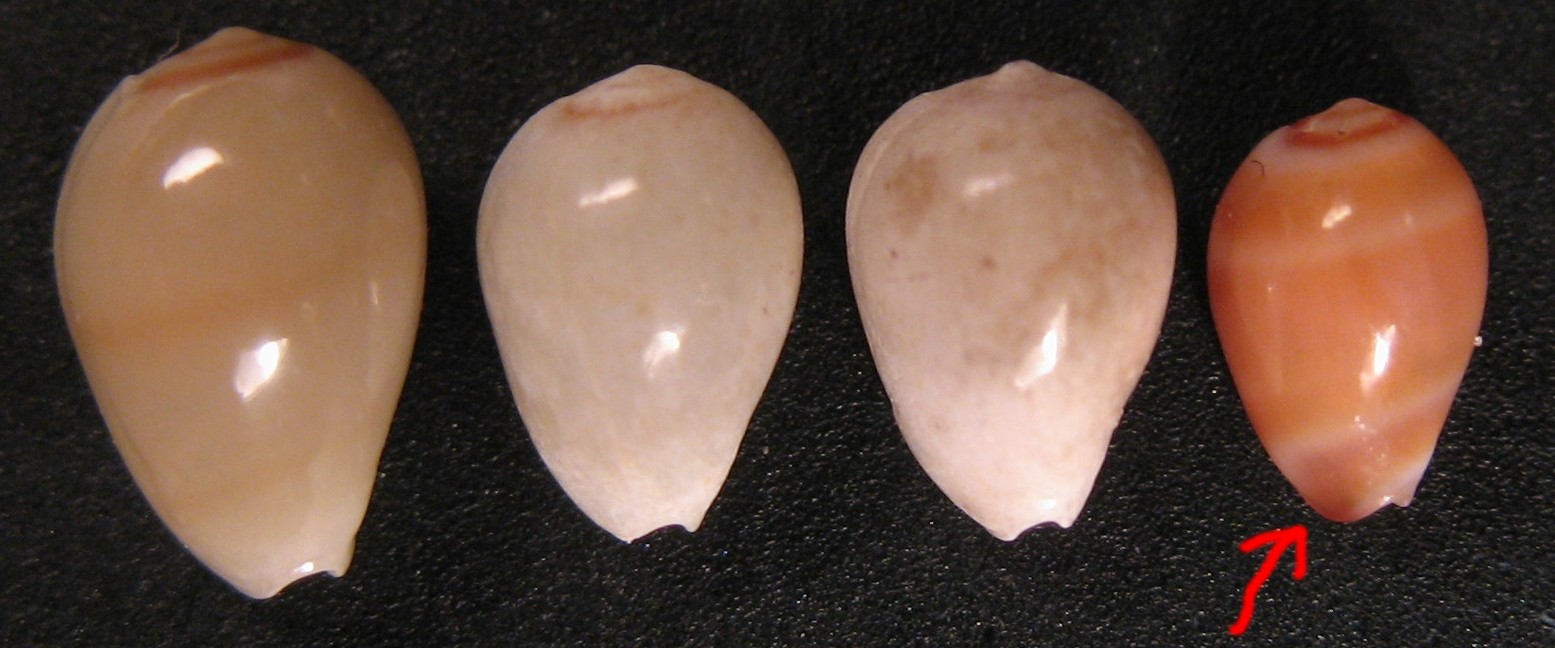 Riflessioni su Gibberula caelata e reconcdita