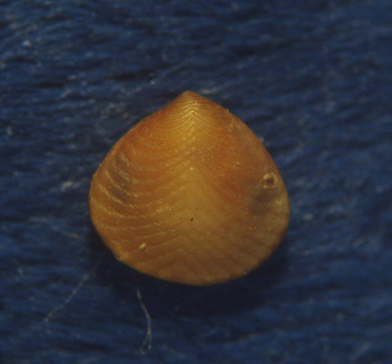 Gonilia calliglypta