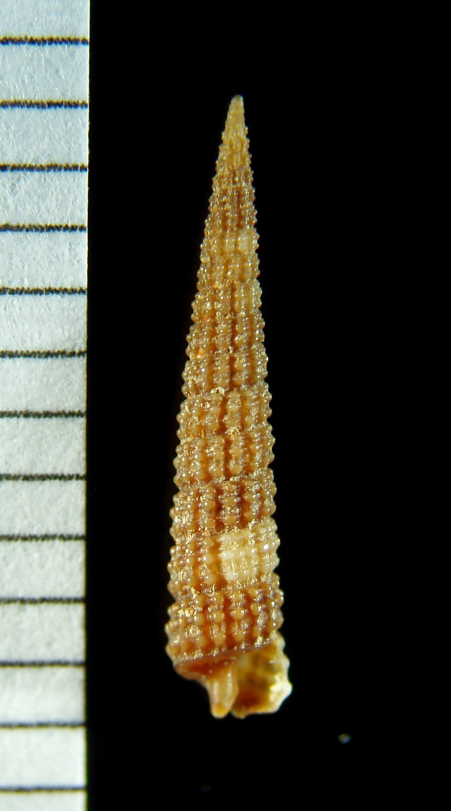 Cerithiopsis atalaya