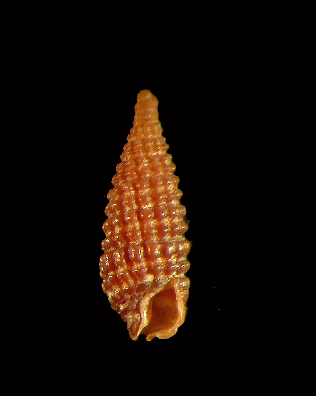 Ceritiopsidae  sempre da Cannizzaro