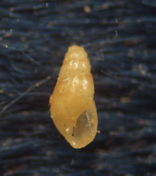 Odostomia....