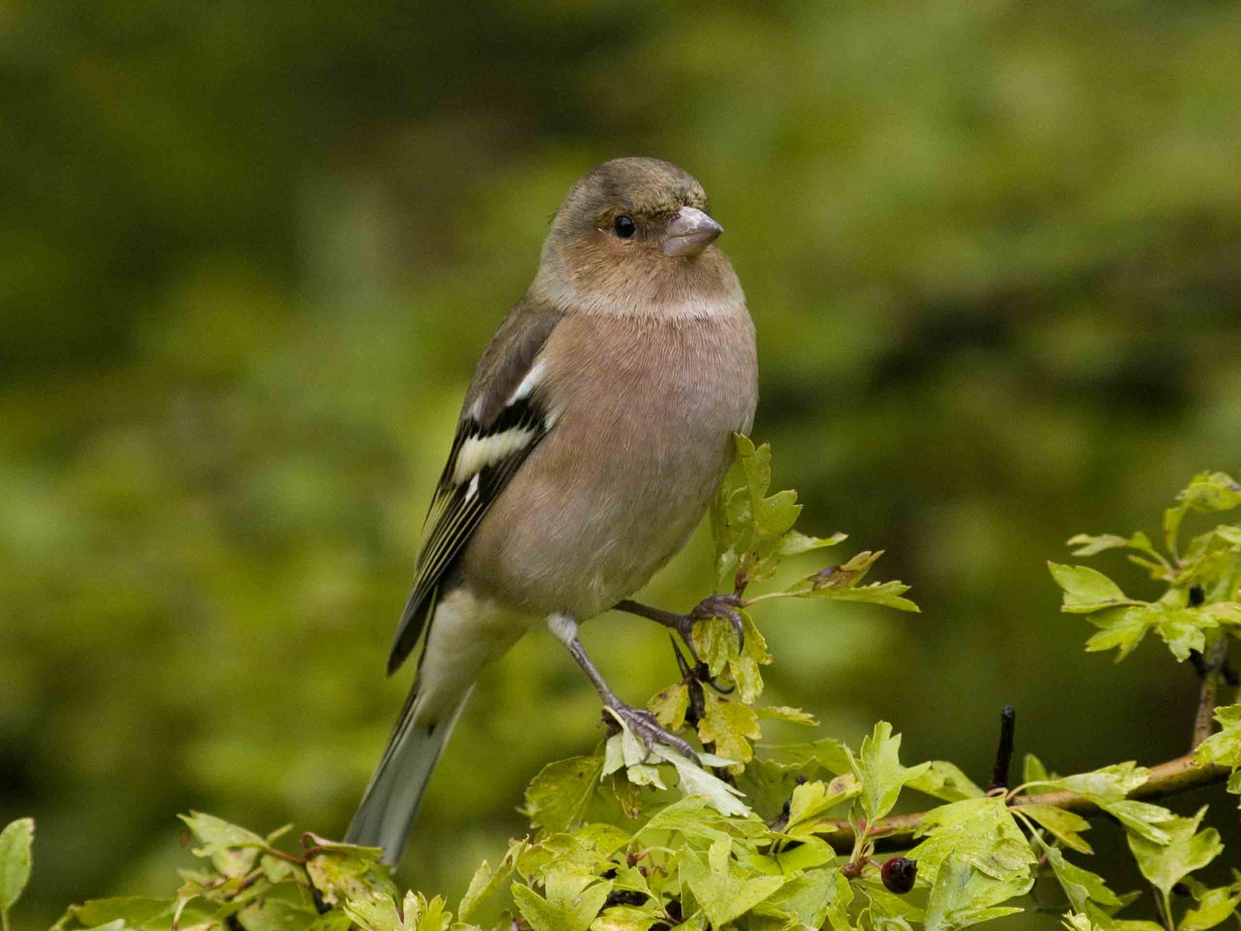 Fringuello Frinigilla coelebs
