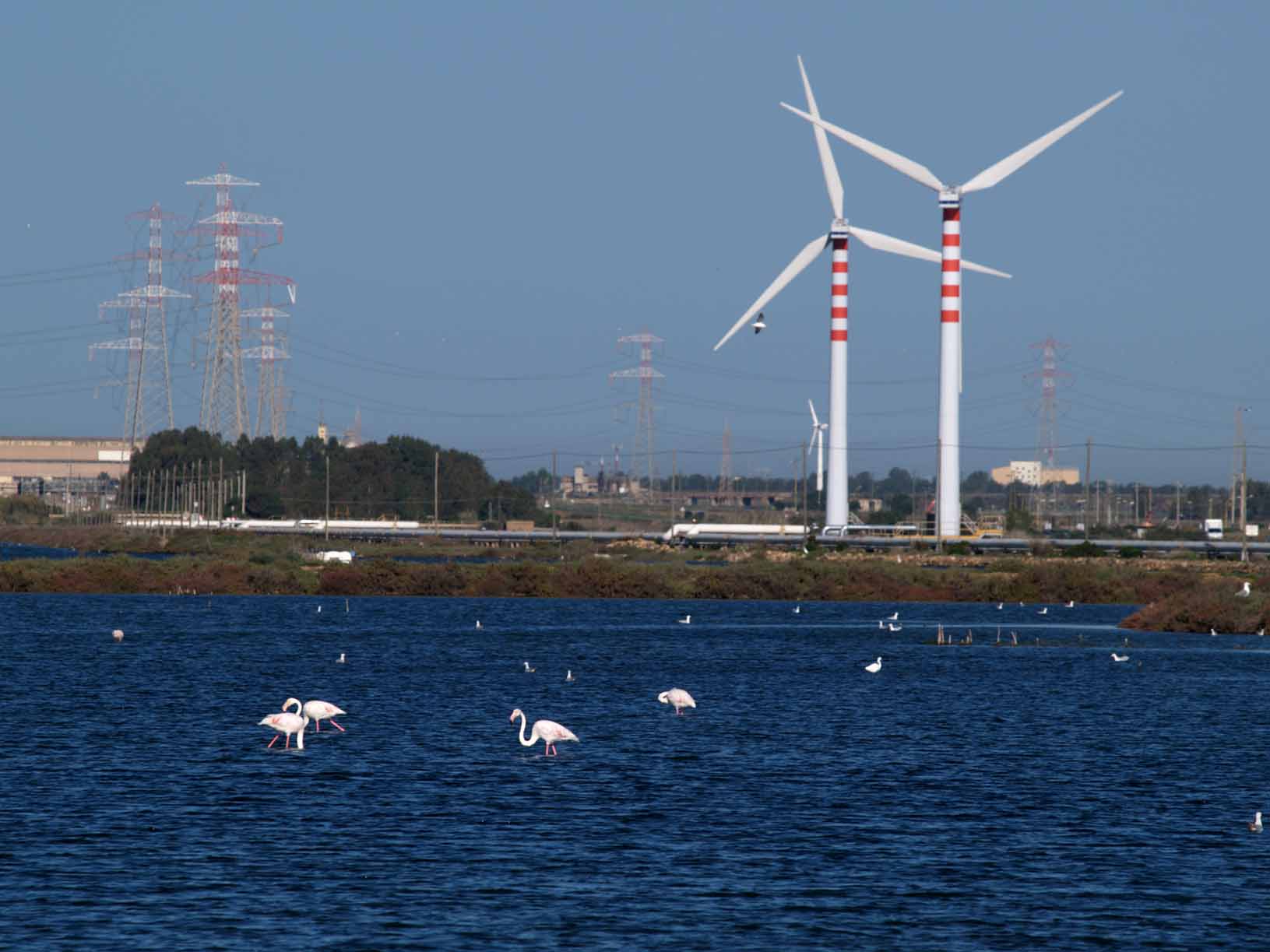 Ieri nella laguna di  Santa Gilla