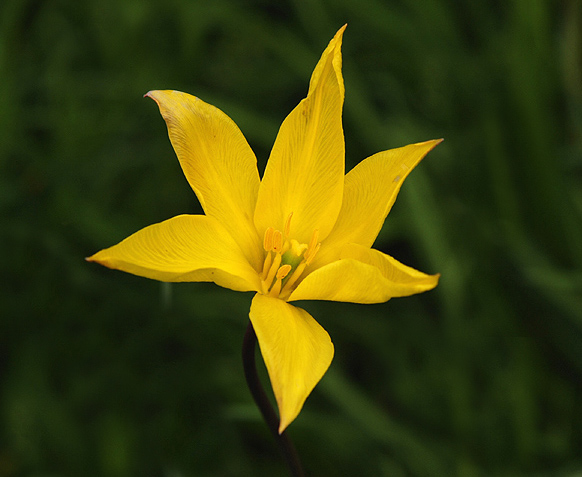 Tulipa  sylvestris / Tulipano dei campi