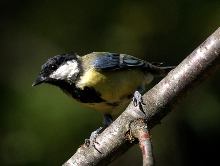 consiglio reflex nikon