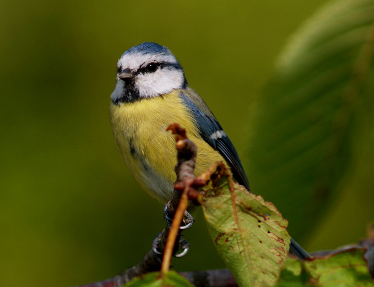consiglio reflex nikon
