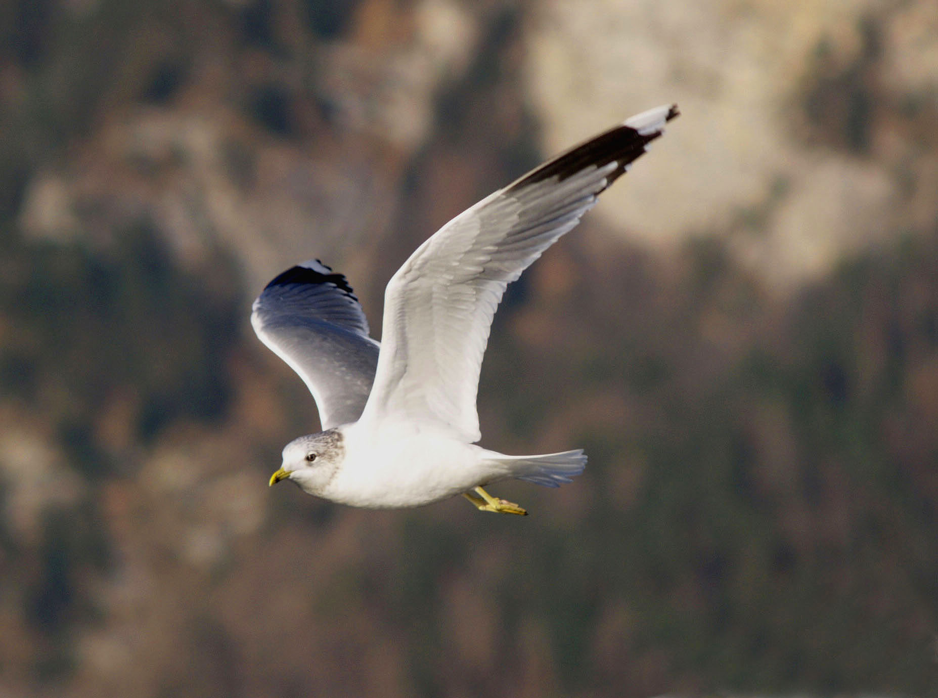 Cercasi Immagini Avifauna