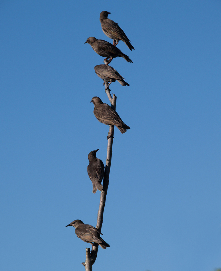 atterraggio di Storno Sturnus vulgaris carrellata d''immagini