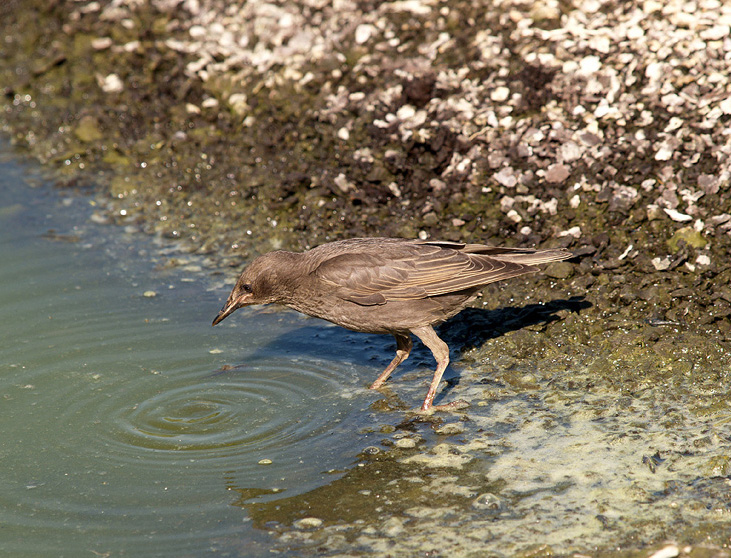 atterraggio di Storno Sturnus vulgaris carrellata d''immagini