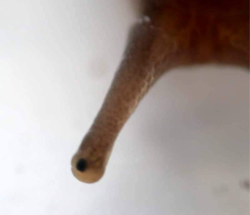 Limacus flavus della Sardegna (SS)