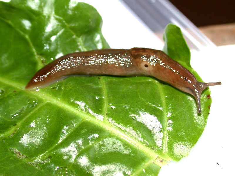 Limacus flavus della Sardegna (SS)