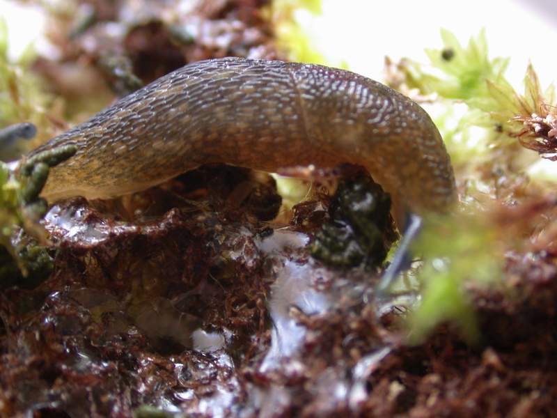 Limacus flavus della Sardegna (SS)