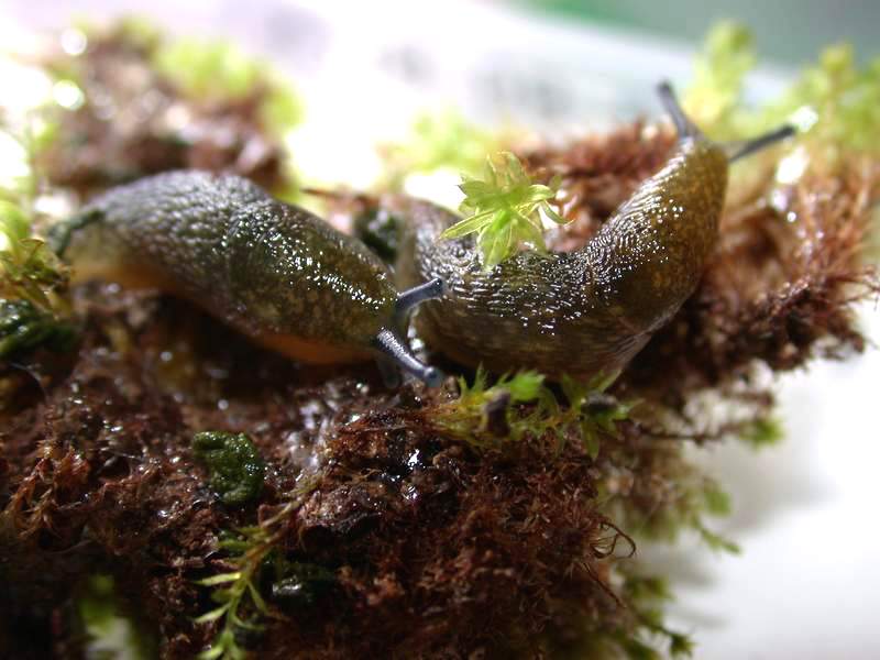 Limacus flavus della Sardegna (SS)