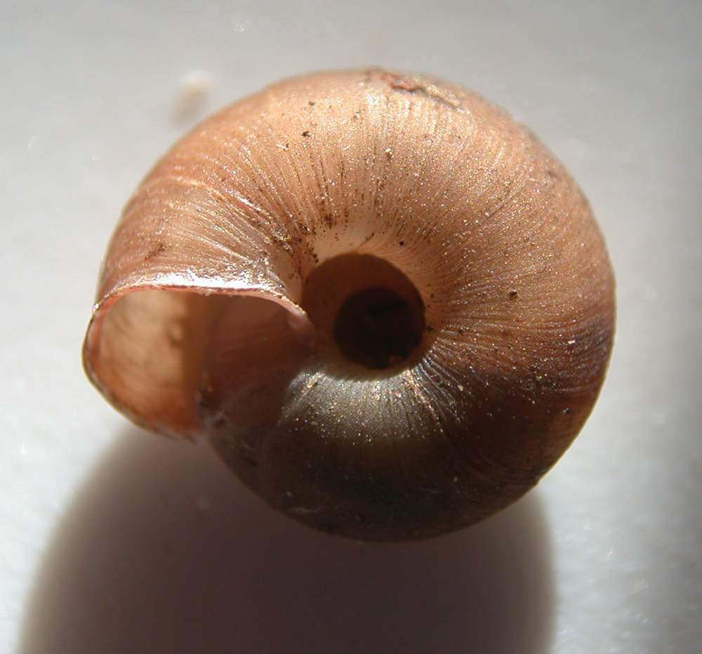 Caracollina (Caracollina) lenticula (Michaud, 1831)