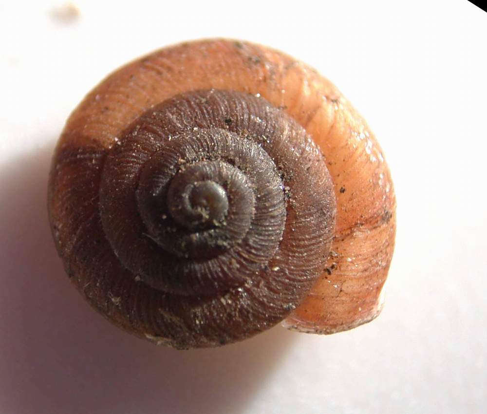 Caracollina (Caracollina) lenticula (Michaud, 1831)