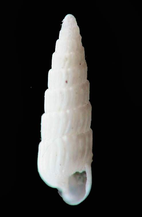 Turbonilla gradata e T. cfr. acuta