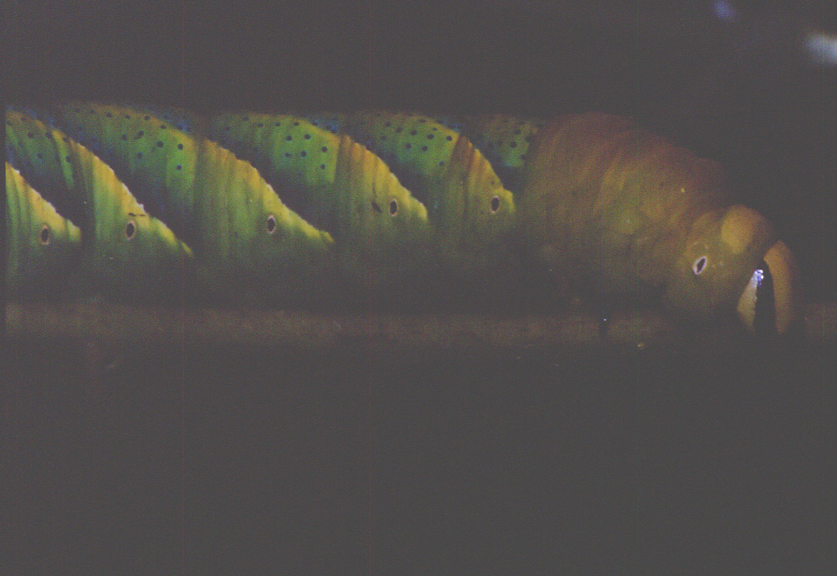 Acherontia atropos