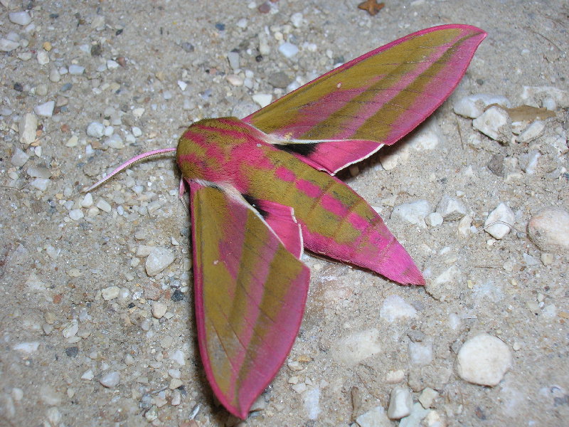 Deilephila elpenor