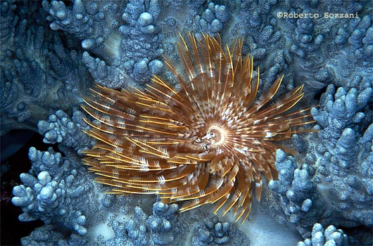 Fiore marino Sabella spallanzanii