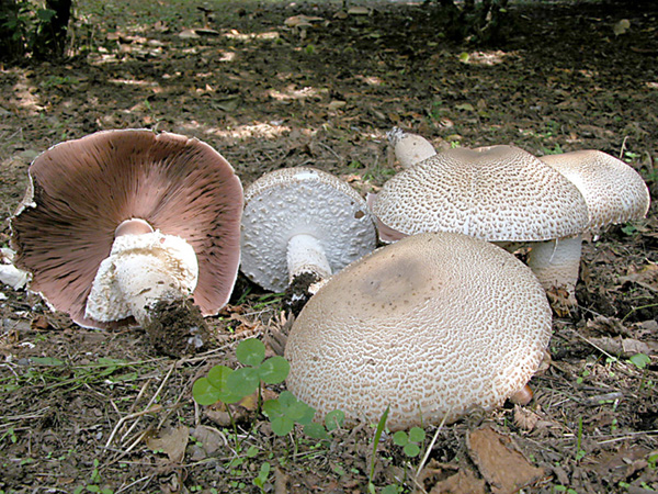 Agaricus aug.