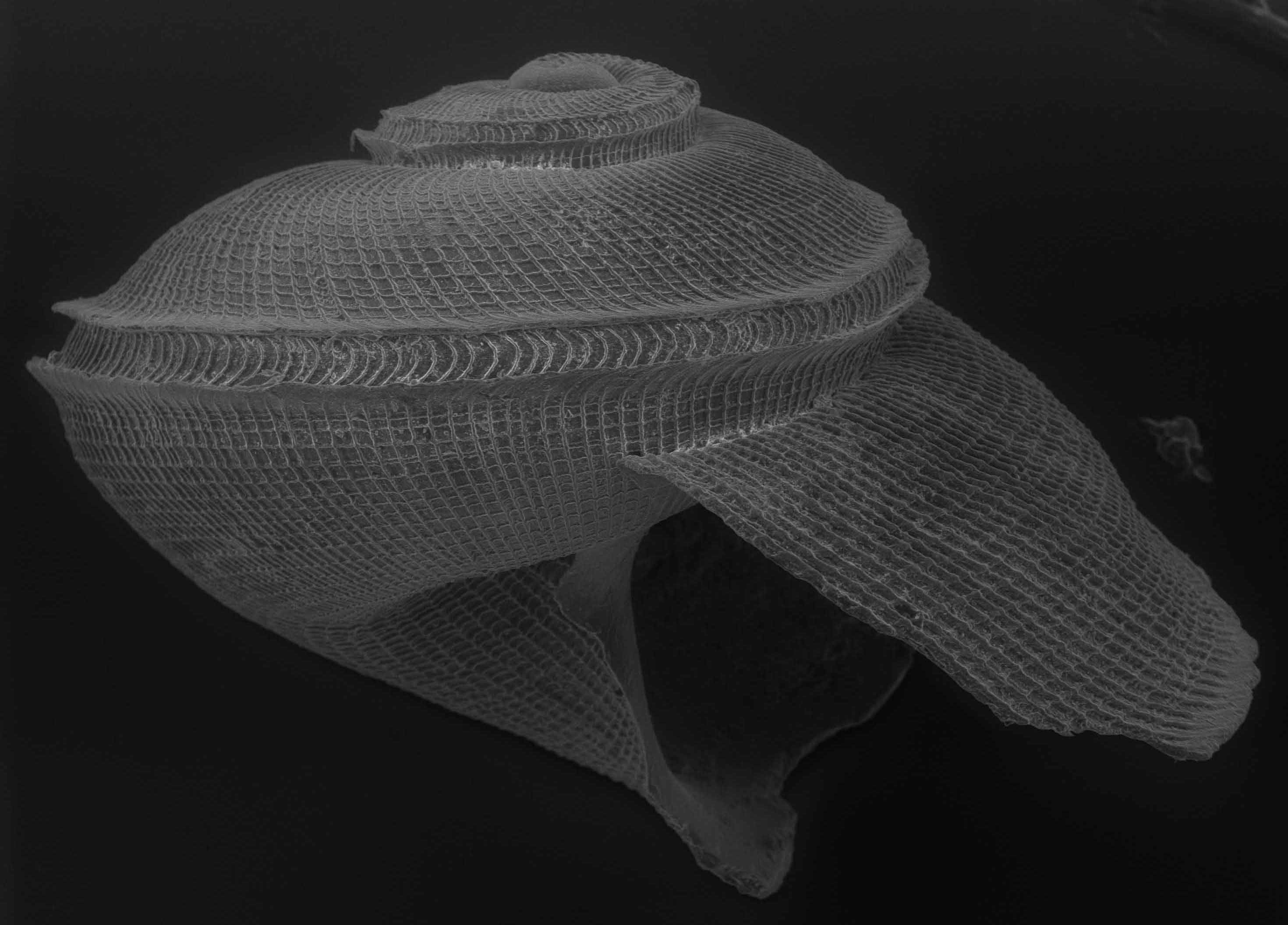 Anatoma aspera e  A. umbilicata