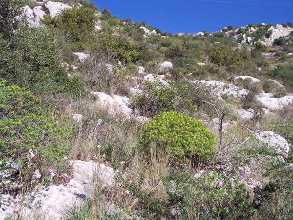 Sedum sp. (S. sediforme?)