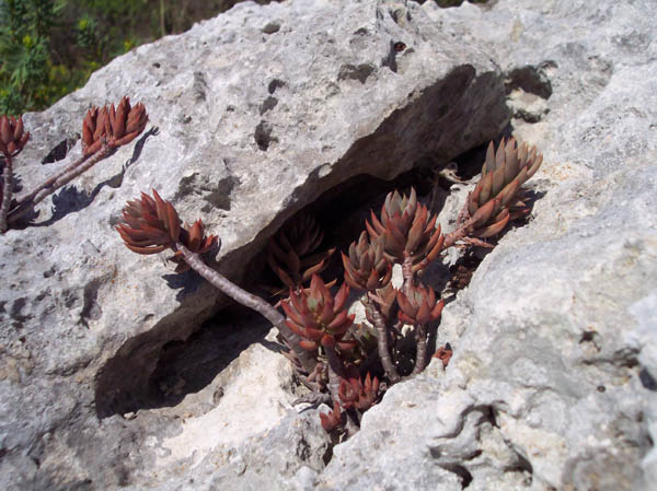 Sedum sp. (S. sediforme?)