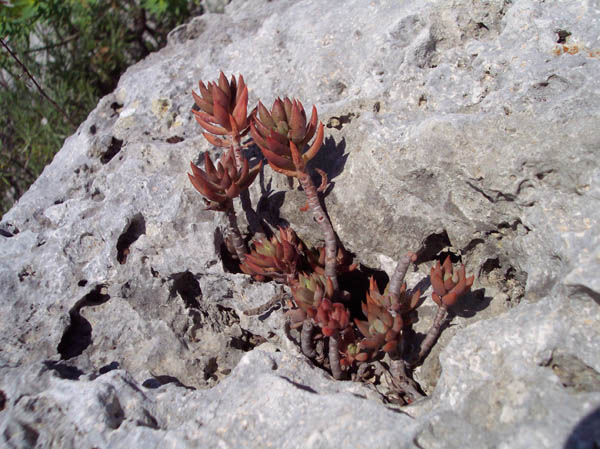 Sedum sp. (S. sediforme?)