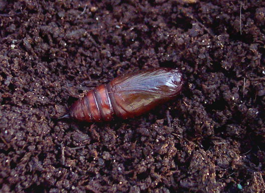 Bruco di Ascotis selenaria su Plumeria rubra