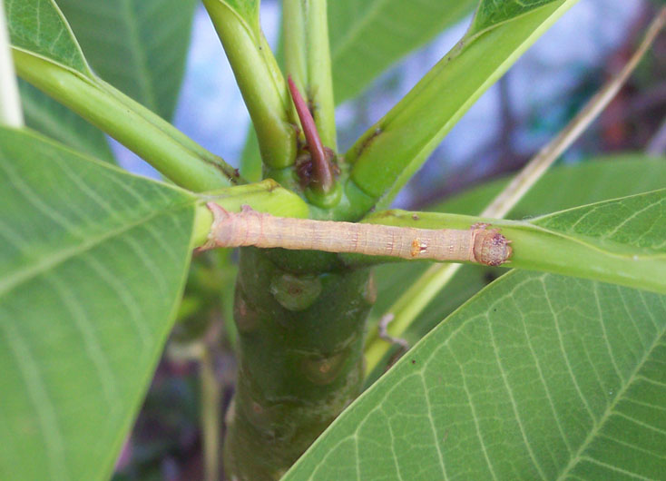 Bruco di Ascotis selenaria su Plumeria rubra