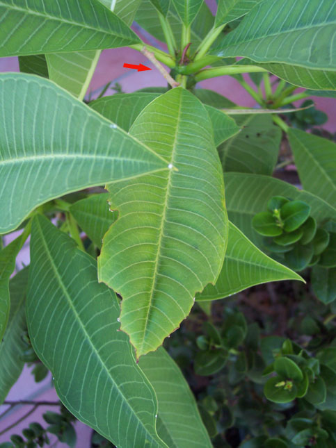 Bruco di Ascotis selenaria su Plumeria rubra