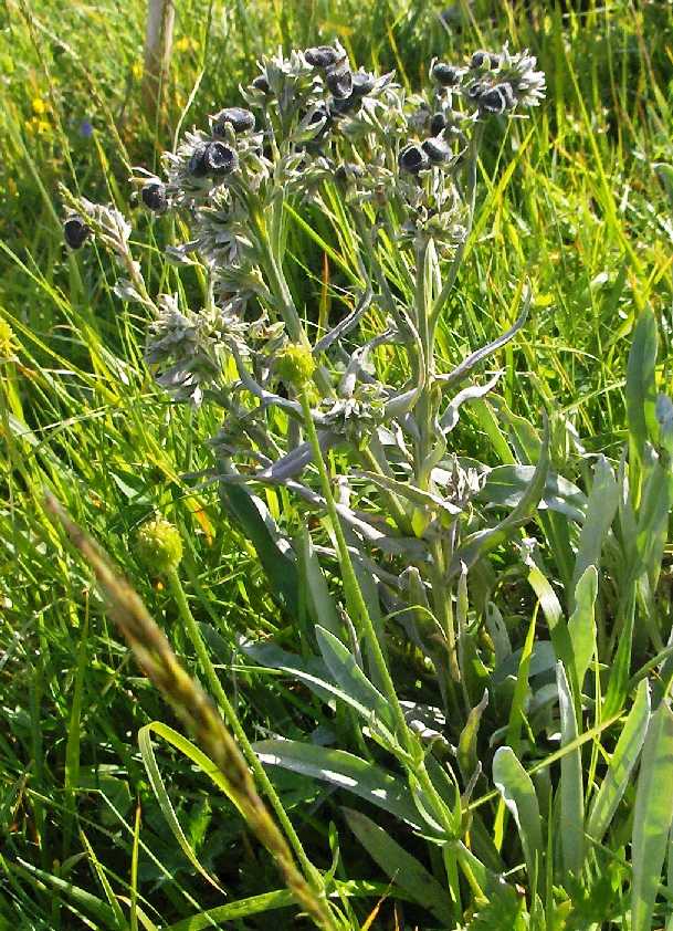 Cynoglossum magellense / Cinoglosso della Majella