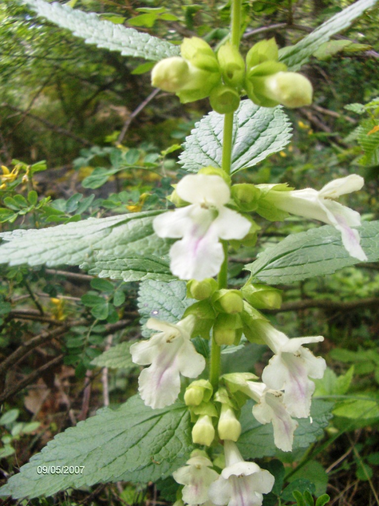Melittis melissophyllum / Erba limona comune