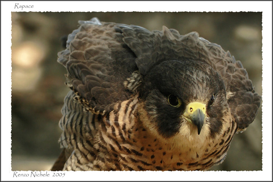Rapace 4