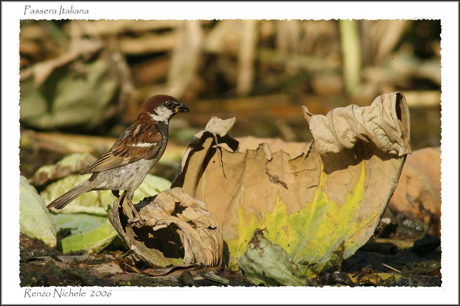 Passera mattugia Passer montanus -  Si discute di Ploceidae.