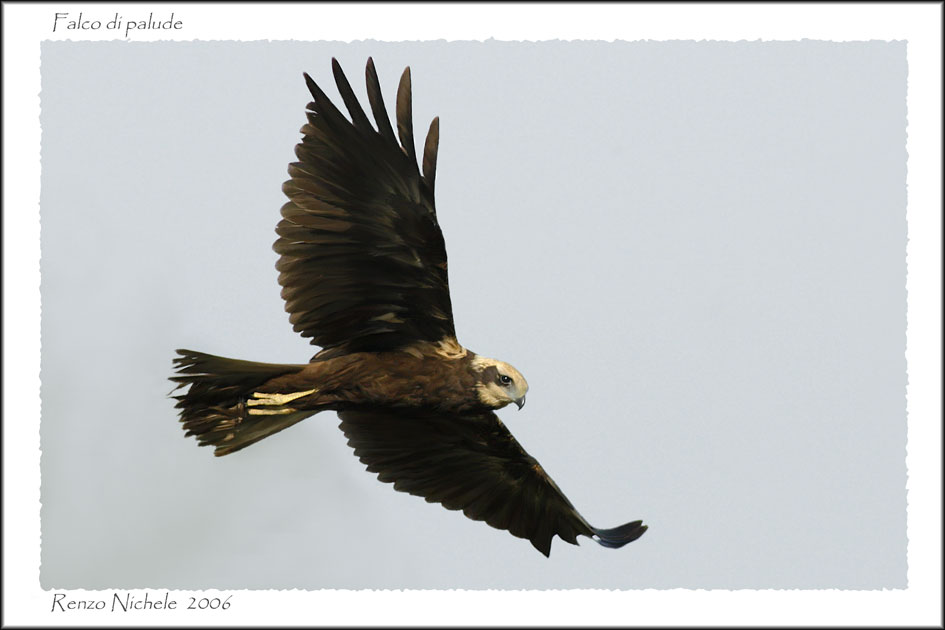 Falco di palude - Circus aruginosus
