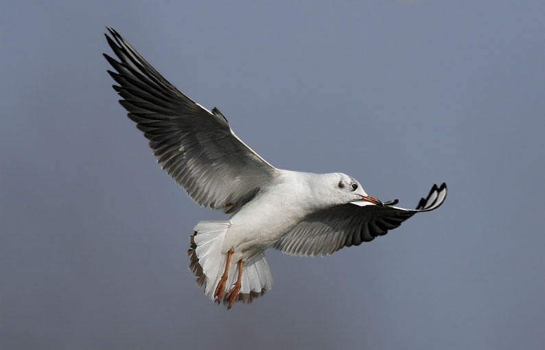 Gabbiano comune - Chroicocephalus (ex Larus)  ridibundus