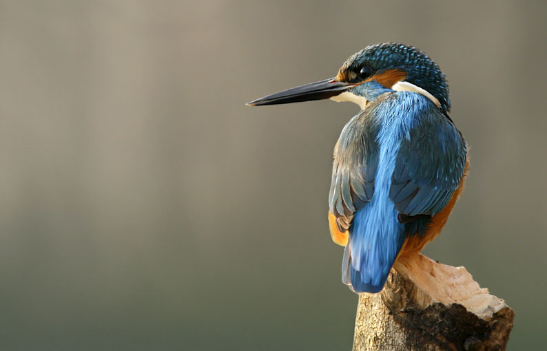 Martin pescatore comune - Alcedo atthis