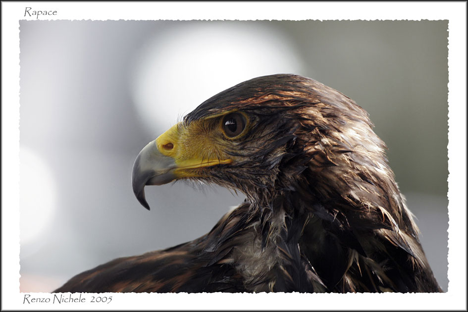 Rapace 4