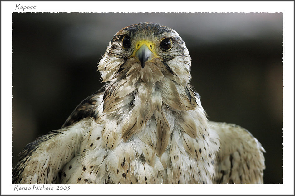 Rapace 4
