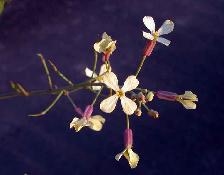 Raphanus raphanistrum