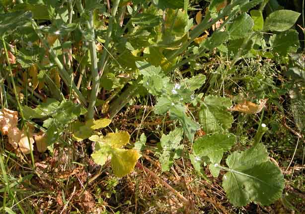 Raphanus raphanistrum