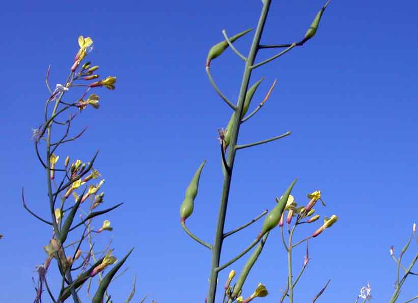 Raphanus raphanistrum