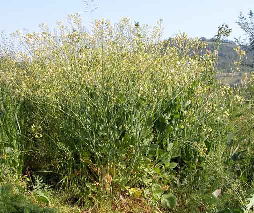 Raphanus raphanistrum