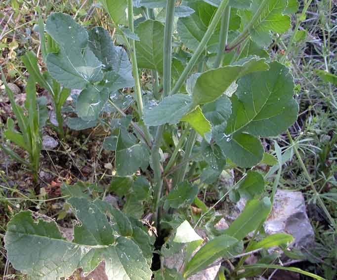 Crucifera da identificare