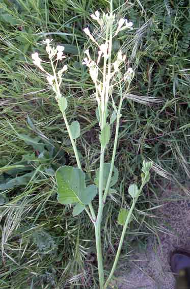 Crucifera da identificare